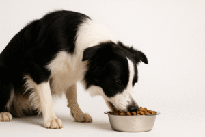 Piensos para perros